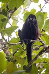 costarica, monkey, nationalpark, nature, wildlife, animal, mamífero, fauna, árbol, negro, naturaleza, jungla, bosque, bosque tropical, capuchino, mirada, cuca, bebé, tropical, macaca