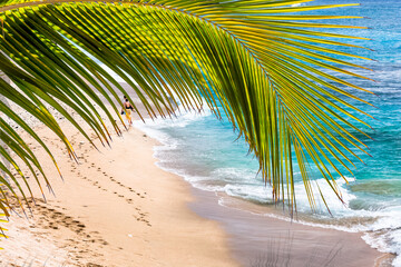 Fototapeta na wymiar Palme de cocotier sur plage de Boucan Canot, île de la Réunion 