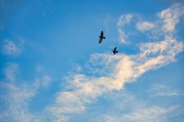 青空に飛ぶ鳩のつがい