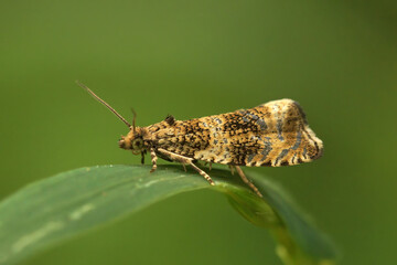 Macro closeup on the small Common marble trotrix moth, Celypha lacunana, sitting on a green leaf