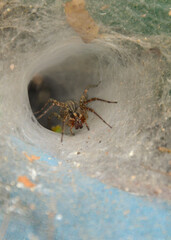 In the center is a brown spider in its web. Around the web.