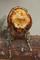Facial closeup on the European Buff-tip Prominnt moth, Phalera bucephala, sitting on wood