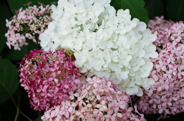 A combination in the garden design of a bouquet of hydrangea Incredible ball and Pink annabel. High quality photo