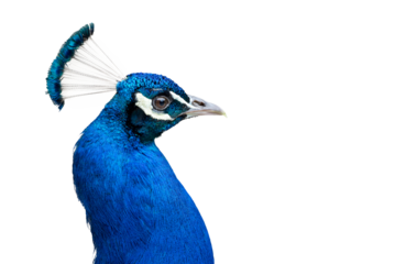 Indian peafowl isolated (Pavo cristatus) 