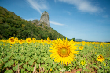 THAILAND LOPBURI SUNFLOWER FIELD