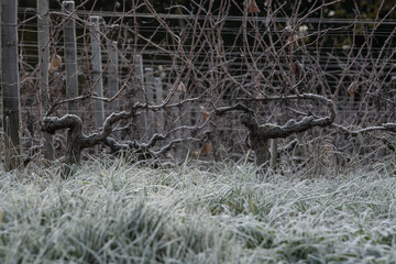 Bordeaux vineyard over frost and smog and freeze in winter, landscape vineyard . High quality photo