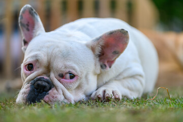 Fototapeta premium french bulldog lying on the grass, pet and animal