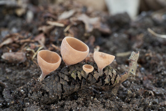 Inedible mushroom Ciboria coryli on the hazel catkin. Small cup-shaped wild mushrooms in the forest.