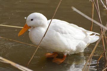 white duck in the water