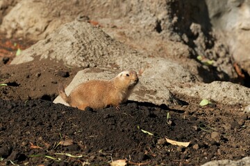 black-tailed prairie dog in the zoo
