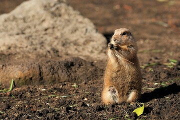 black-tailed prairie dog in the zoo