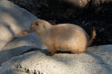 black-tailed prairie dog in the zoo