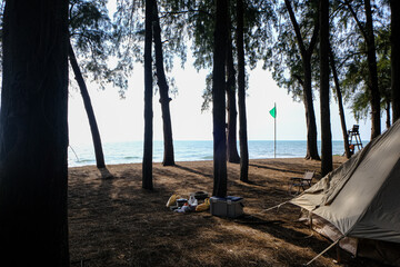 Camping tent in pine tree forest on isaland sea beach