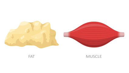 Fat tissue and muscle isolated on white background. Concept of diet, weight loss. Anatomy vector illustration - obrazy, fototapety, plakaty