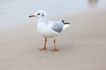 Seagull in the natural environment on the Baltic Sea.