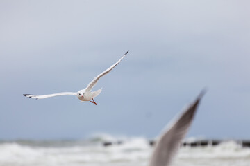 Seagull in the natural environment on the Baltic Sea.