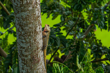 Lizard  on a tree