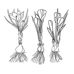 Spring crocus flower of saffron in continuous line art drawing style. Outline flower icon collection for invitations or spring design. Black linear sketch on white background. Vector illustration