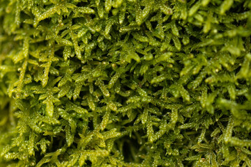green moss background