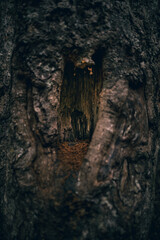 Australia forest details