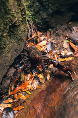 Australia forest details