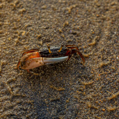 crab on the beach