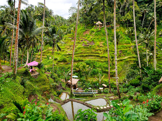 Fototapeta premium The Living Nest within The Rice Terrace