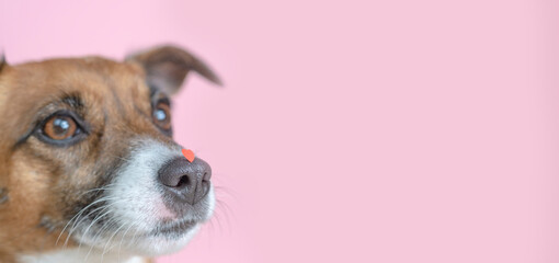 The concept of Valentine's Day. Funny portrait of a cute Jack Russell terrier puppy holding a red heart on its nose on a pink background. A beautiful dog in love gives a gift on Valentine's Day