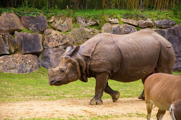 Fototapeta premium Old big rhinoceros in the zoo