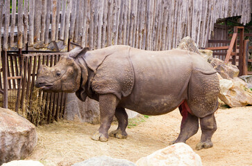 Obraz premium Old big rhinoceros in the zoo