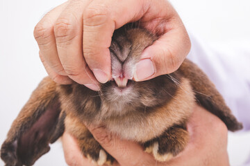 A veterinarian opens a brown rabbit's mouth with his hand to check his teeth. Pet concept. animal...