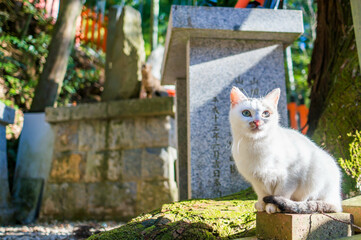 京都 伏見稲荷大社にて、暖かい日差しを浴びる野生の白猫