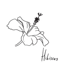 Hibiscus flower. Hand Drawn Tropical Organic Hibiscus Flower. Line art exotic flower illustration for logo, emblem, template, stickers, prints, cosmetics, spa, beauty care products