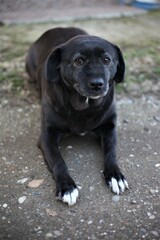 Labrador retriever lying dowLabrador dog lying down and restingn and resting