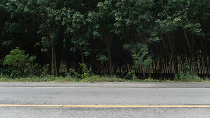 Horizontal view of asphalt road in Thailand. Background of rubber trees palntation in Thailand.