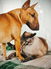 Two cute pets - a ginger bull terrier and a tabby Thai cat play together on a green plaid at home. Cat and dog are friends.