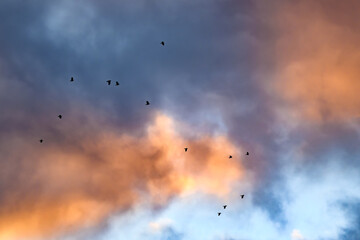 Colorful clouds during a morning sunrise in Winter in Windsor in Upstate NY.  Pink, Orange, Blue, and Magenta are some of the colors glowing this morning.  A flock of crows.