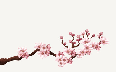 cherry blossom branch with sakura flower. sakura white background. watercolor cherry bud. cherry blossom flower blooming. vector pink sakura flower background. watercolor cherry blossom vector