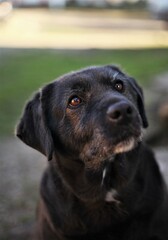 portrait of a black labrador, looking away in astonishment