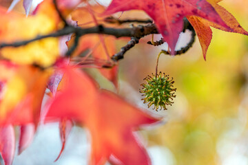 Amerikanischer Amberbaum mit Frucht im Herbst
