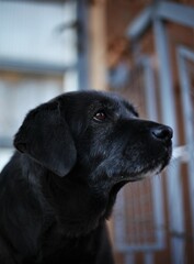 portrait to the side, view of a labrador dog