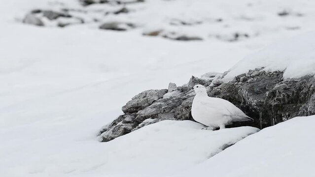 Rock ptarmigan on snow runs away (Lagopus muta)