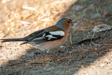 Fototapeta premium Common chaffinch, Fringilla coelebs, sits on the ground in spring. Common chaffinch in wildlife.
