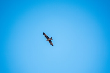 The bird of prey Black Kite flying in blue Sky