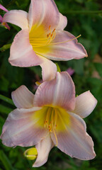 Selective focus on which colors of pink large-flowered daylily katherine woodberry. High quality photo