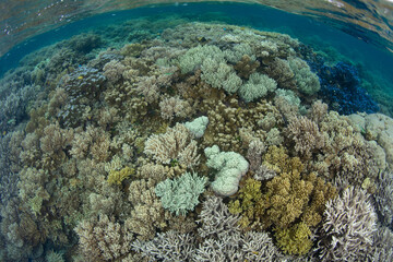 Obraz premium A coral reef composed of a wide variety of corals grows in the Solomon Islands. This beautiful country is home to spectacular marine biodiversity and many historic WWII sites.
