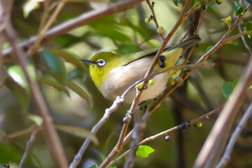 藪に現れたメジロ