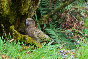 Kea (Nestor notabilis)