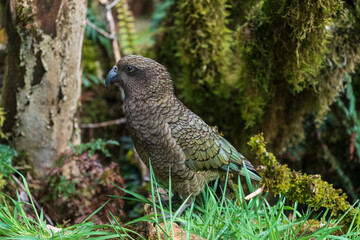 Kea (Nestor notabilis)
