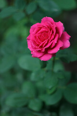 Beautiful pink rose in bloom in the garden after rain